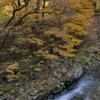 渓流沿いの秋