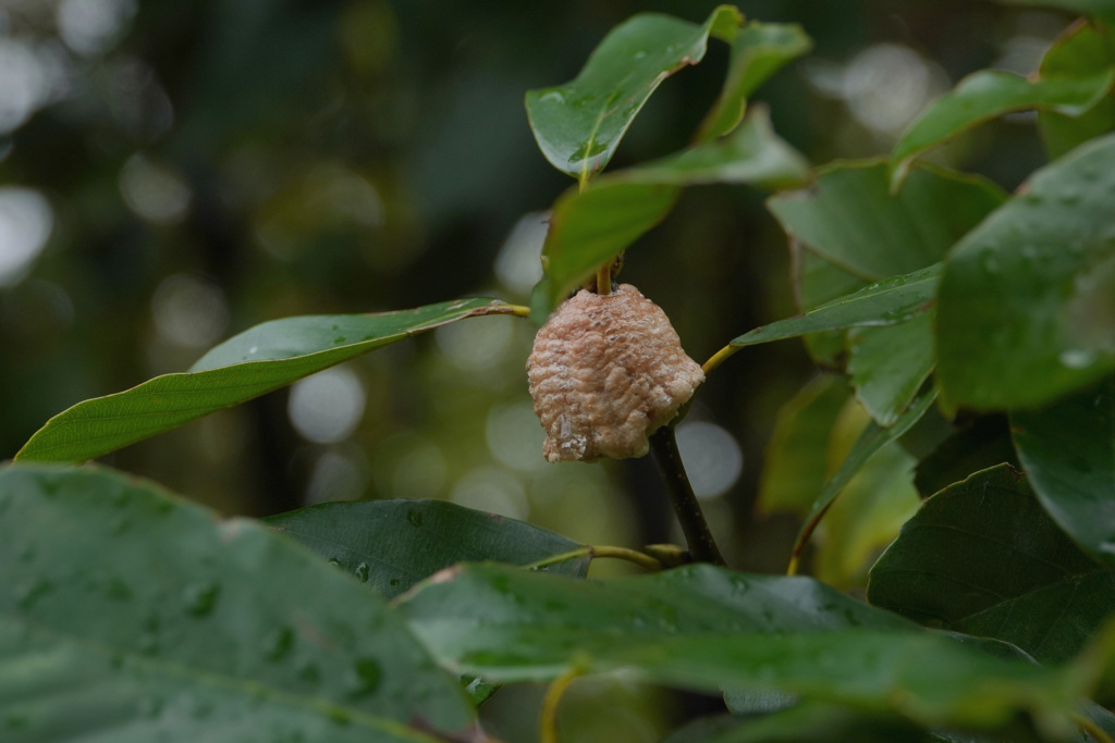 カマキリの卵