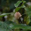 カマキリの卵