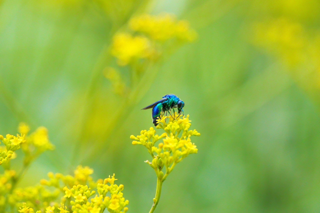 幸せの青い蜂