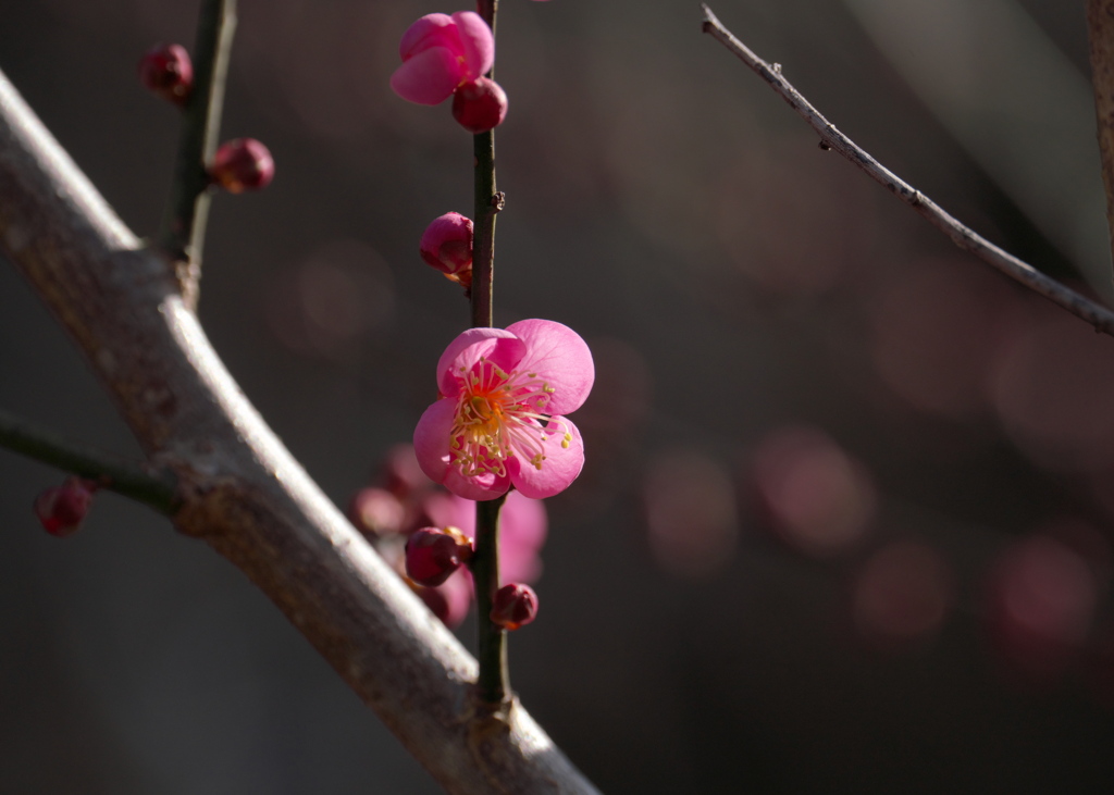 梅の花