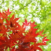 新緑の紅葉