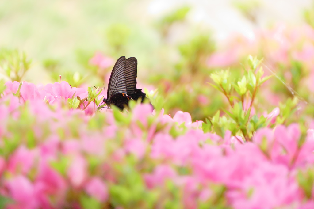 楽園みたいですぅ～♪