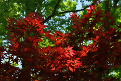 新緑と紅い葉