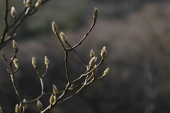 春を待つ...もう咲いているかな？