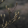 春を待つ...もう咲いているかな？