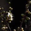 梅の蕊