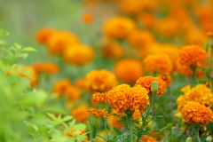 ヒミツの花園