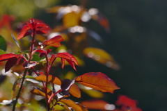 薔薇の紅葉