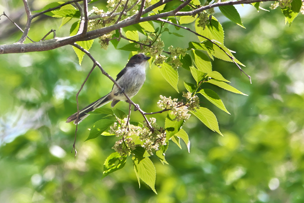 若葉の若鳥