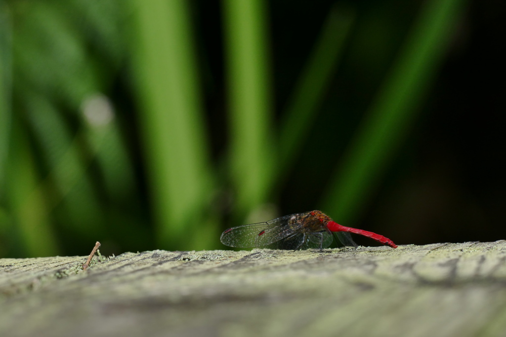 マユタテアカネ