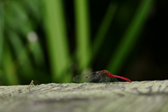 マユタテアカネ