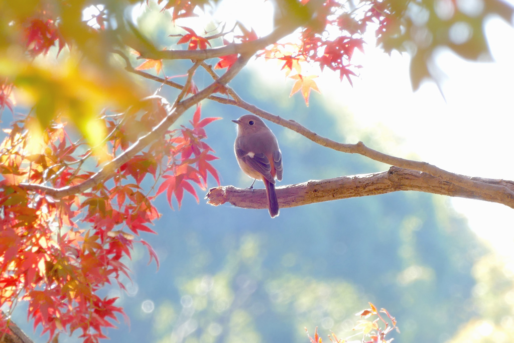 カフェテラスもいいわね｡｡｡