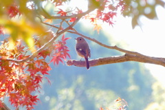 カフェテラスもいいわね｡｡｡