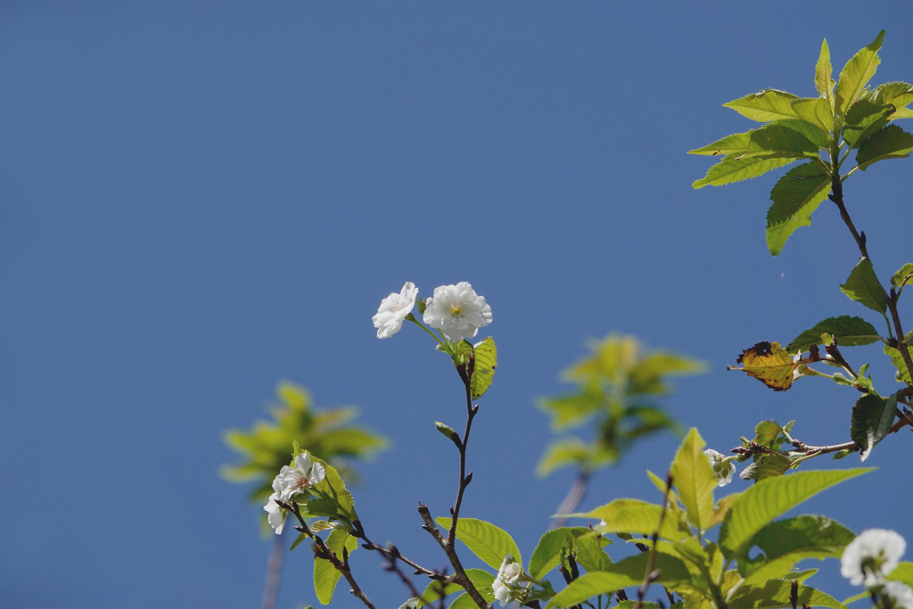 秋の桜～子福桜