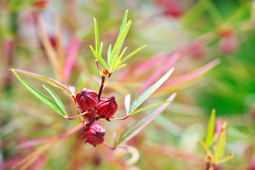 ローゼルの赤い実