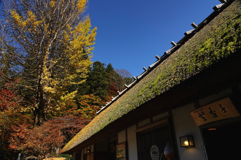 銀杏と苔のグラデーション