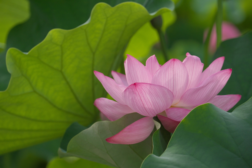 蓮の花