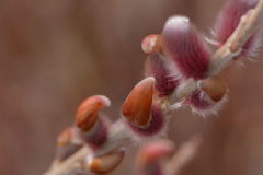 ピンクネコヤナギ