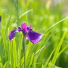 紫の花菖蒲