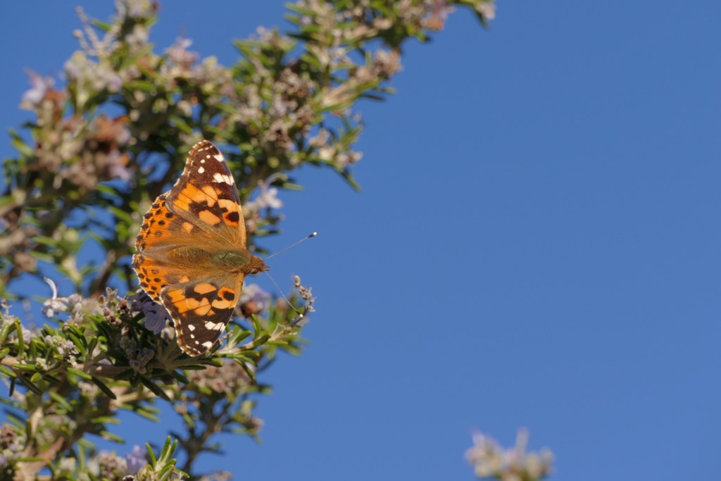 秋の日のヒメアカタテハ