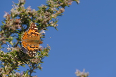 秋の日のヒメアカタテハ