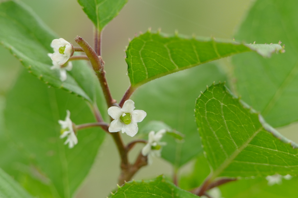 初夏の花木　葉陰の白花