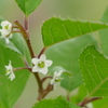 初夏の花木　葉陰の白花