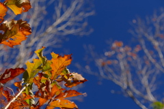 晩秋の空