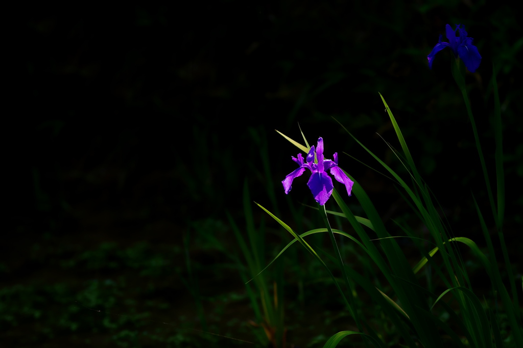 カキツバタ