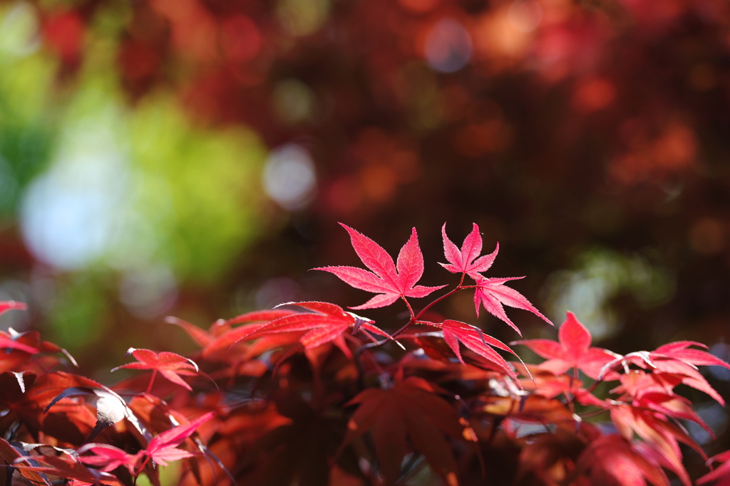 初夏の紅葉