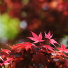 初夏の紅葉