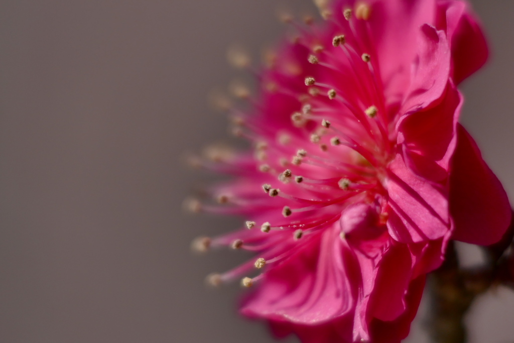 赤の花