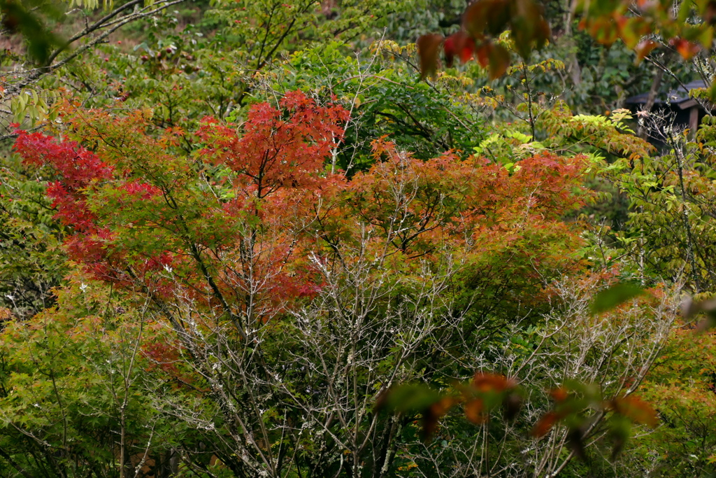 紅初め