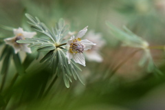 節分草 その3