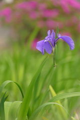 カキツバタ　一輪