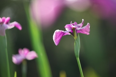 花菖蒲