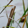 冷たい雨宿り