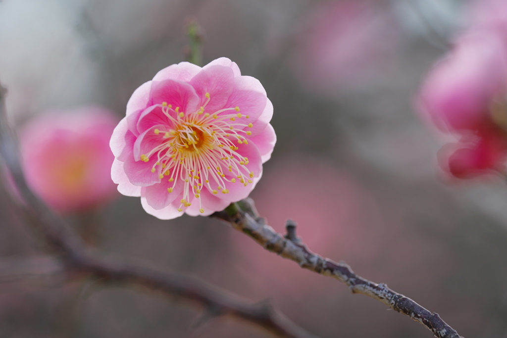 梅の花