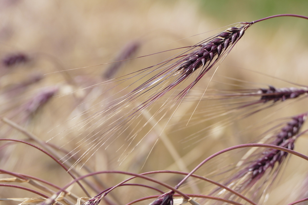幻の紫麦