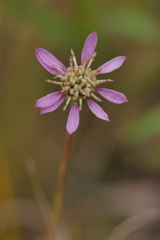 湿地の花　サワシロギク（ピンク）