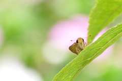 ほよよ｡｡｡