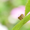 ほよよ｡｡｡