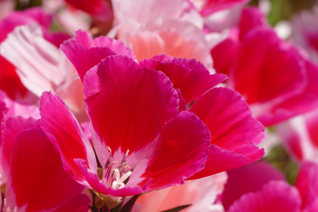 夏野菜の傍で（２）