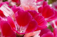 夏野菜の傍で（２）