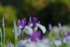 花菖蒲