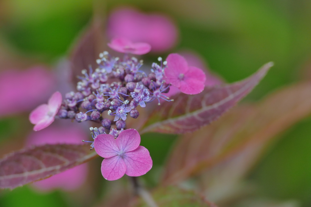 小紫陽花