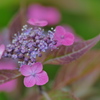小紫陽花