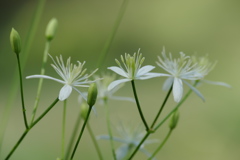 木蔭に咲くセンニンソウ