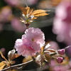 八重桜